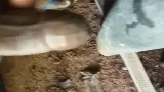 In the cum down pipe