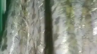 Indian Gay Crossdresser Gaurisissy in Pink lehanga pressing his Boobs and fingering in his ass