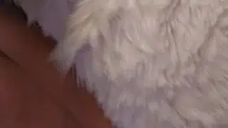 @LewdMindedLynx helps @AngryBarks through his rut week 🔥 cums inside 💦 and on his feet paws 🐾